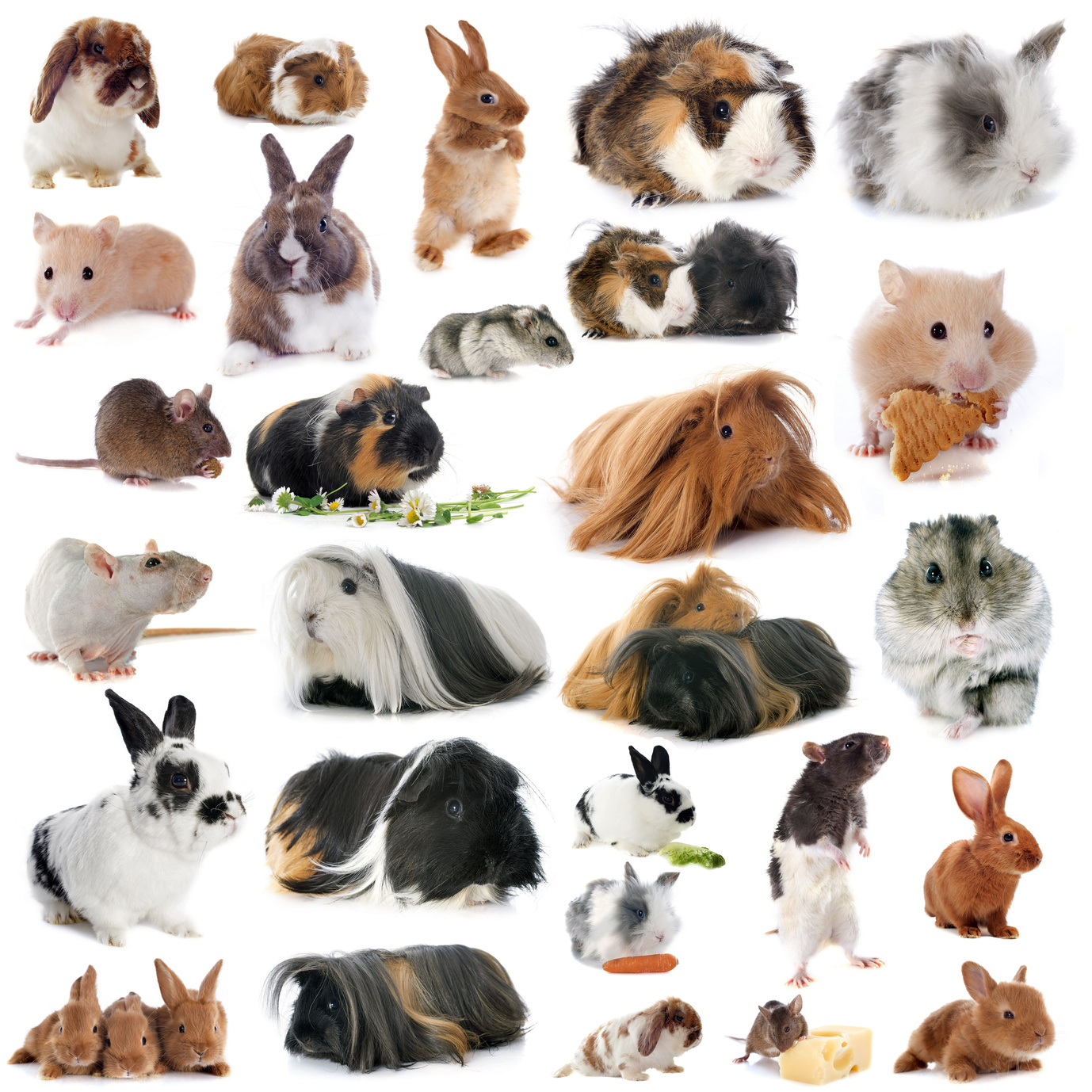 Fotolia_66960218_Subscription_Monthly_M.jpg