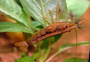 Krewetka Filtrująca Atyopsis Moluccensis