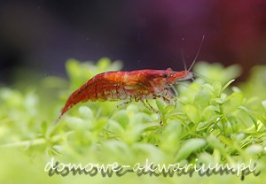 Krewetka Red Cherry Neocaridina davidi var. red