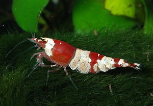 Krewetka Red Crystal Caridina cantonensis sp. Red