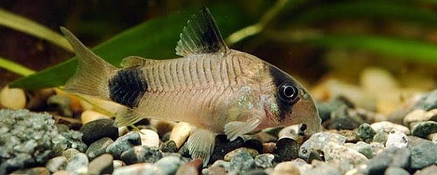 Kirysek Panda - Corydoras Panda - ryba akwariowa